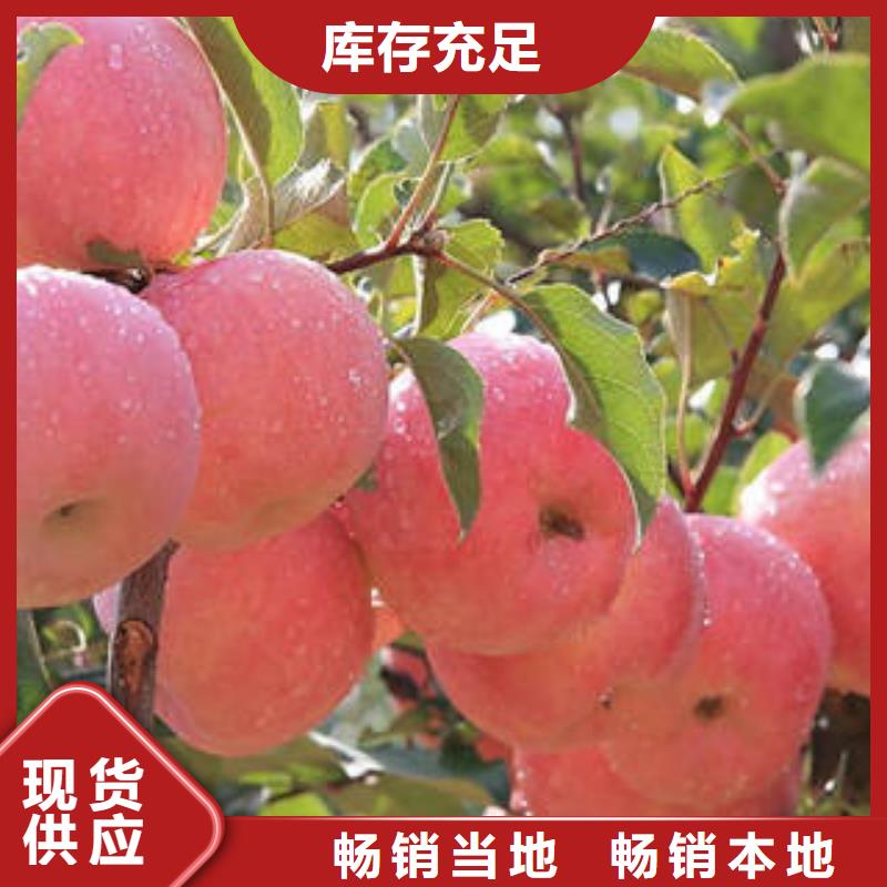 红富士苹果苹果种植基地质量安全可靠