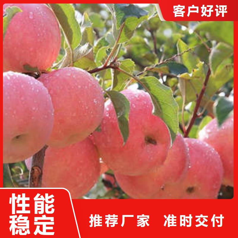 订购{景才}红富士苹果,【苹果种植基地】详细参数
