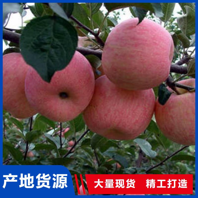 景才农产品专业合作社-<景才>本地红富士苹果苹果随心所欲定制