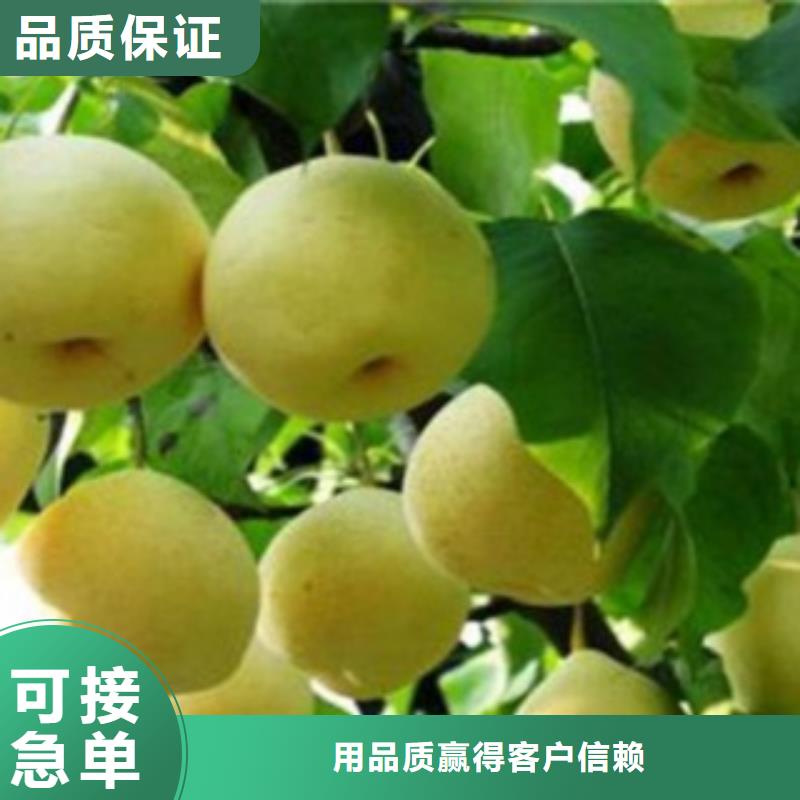 自产自销【兴海】梨树苗-蓝莓苗专业生产N年