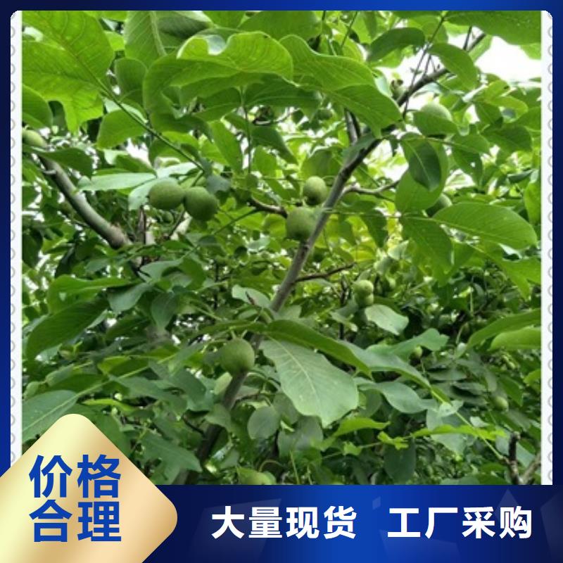 【核桃苗蓝莓苗拒绝中间商】-N年生产经验(兴海)