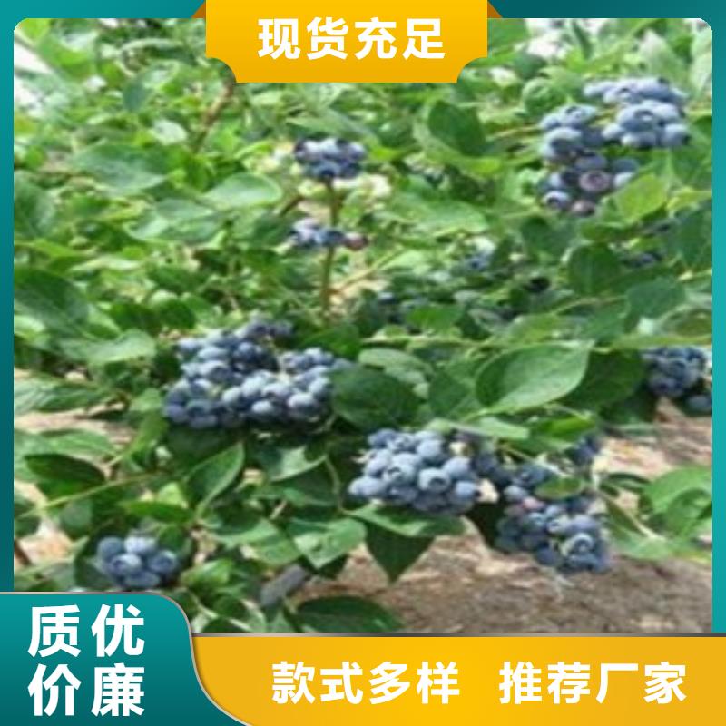 蓝莓苗苹果苗自有厂家