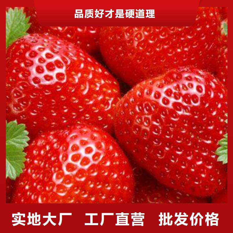 草莓苗板栗苗销售的是诚信