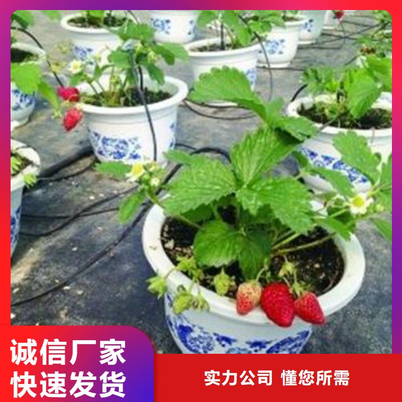 [兴海]:草莓苗,苹果苗源头采购做工精细-