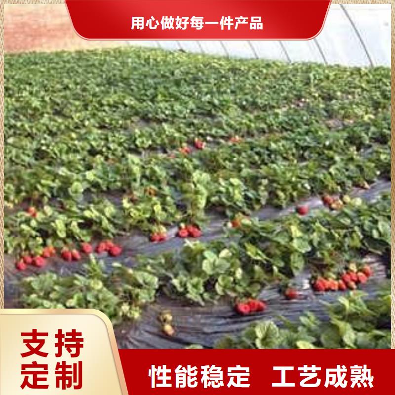 [兴海]:草莓苗,苹果苗源头采购做工精细-