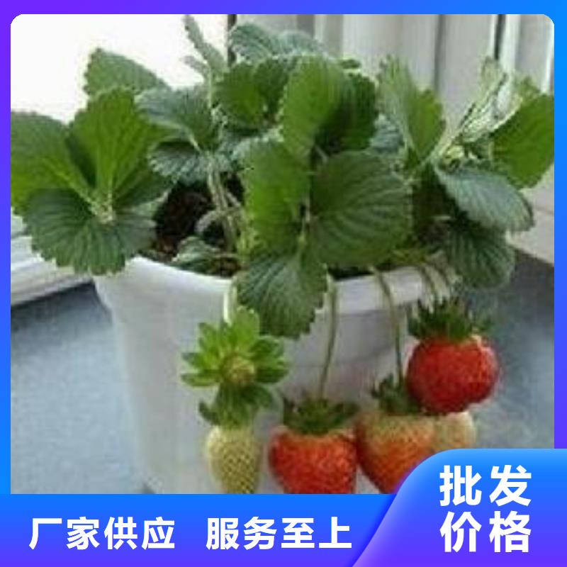 草莓苗,桃树苗应用广泛