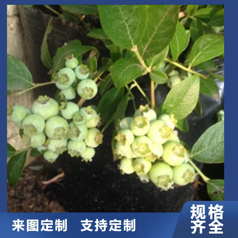 品质服务【正家】蓝莓苗钙果苗真诚合作