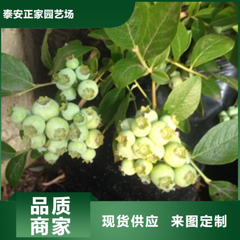 【蓝莓苗占地果树优良工艺】-为品质而生产[正家]