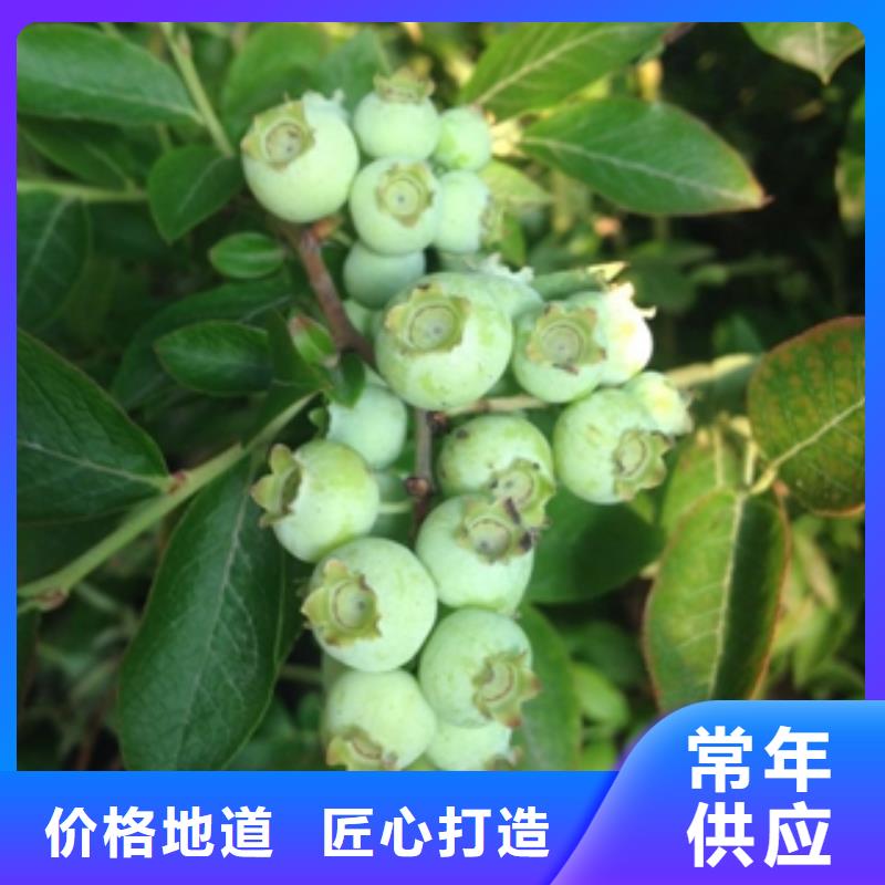 【蓝莓苗占地果树优良工艺】-为品质而生产[正家]