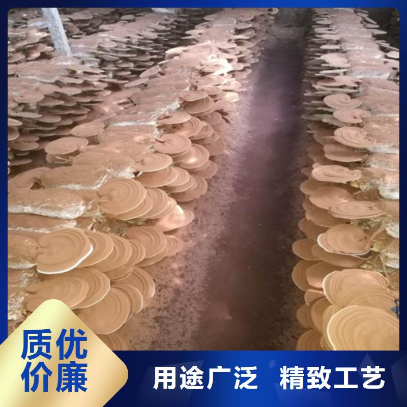 武汉同城重信誉
灵芝孢子粉供应厂家