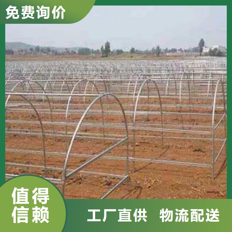 开化县葡萄用连体大棚钢管按图纸安装