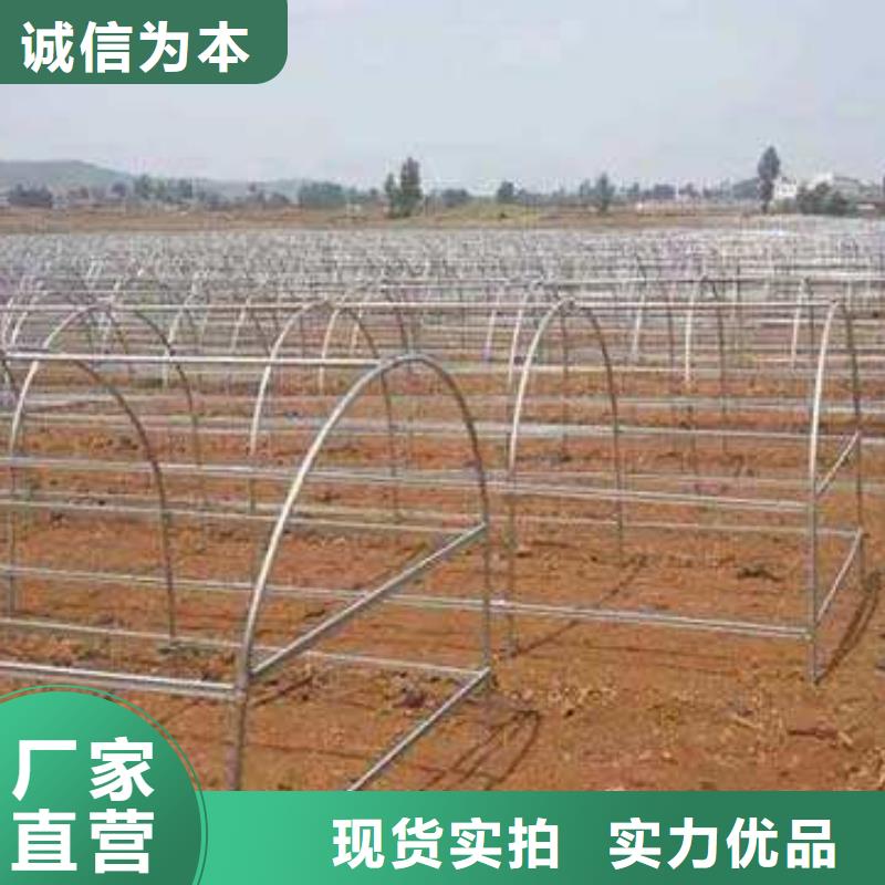 阳西县葡萄用连体大棚钢管为您打造理想大棚