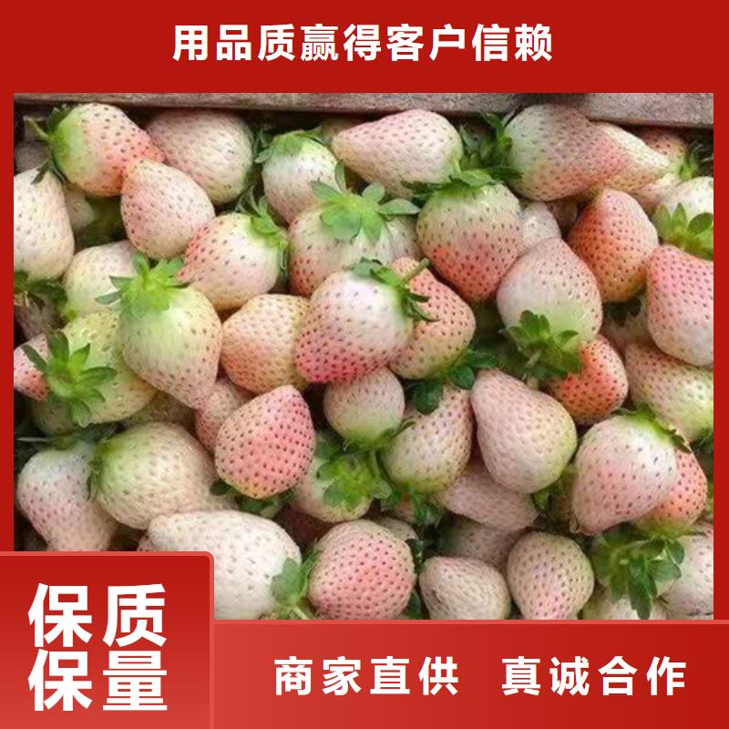 【草莓苗,苹果苗规格型号全】-直供(兴业)