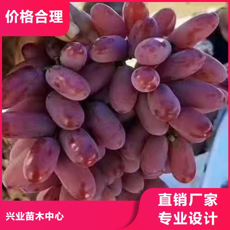【葡萄蓝莓苗物流配送】-本土【兴业】