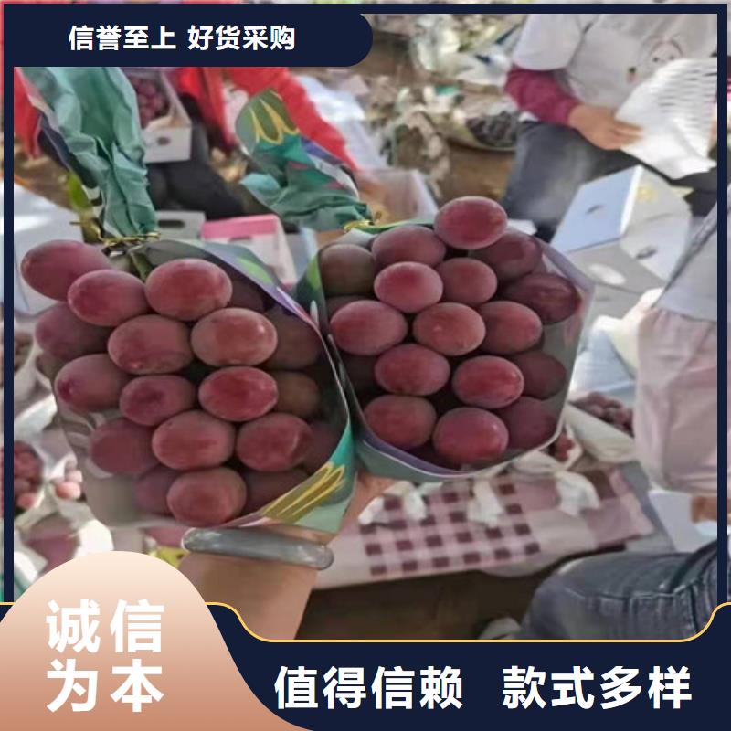 葡萄大棚草莓苗检验发货