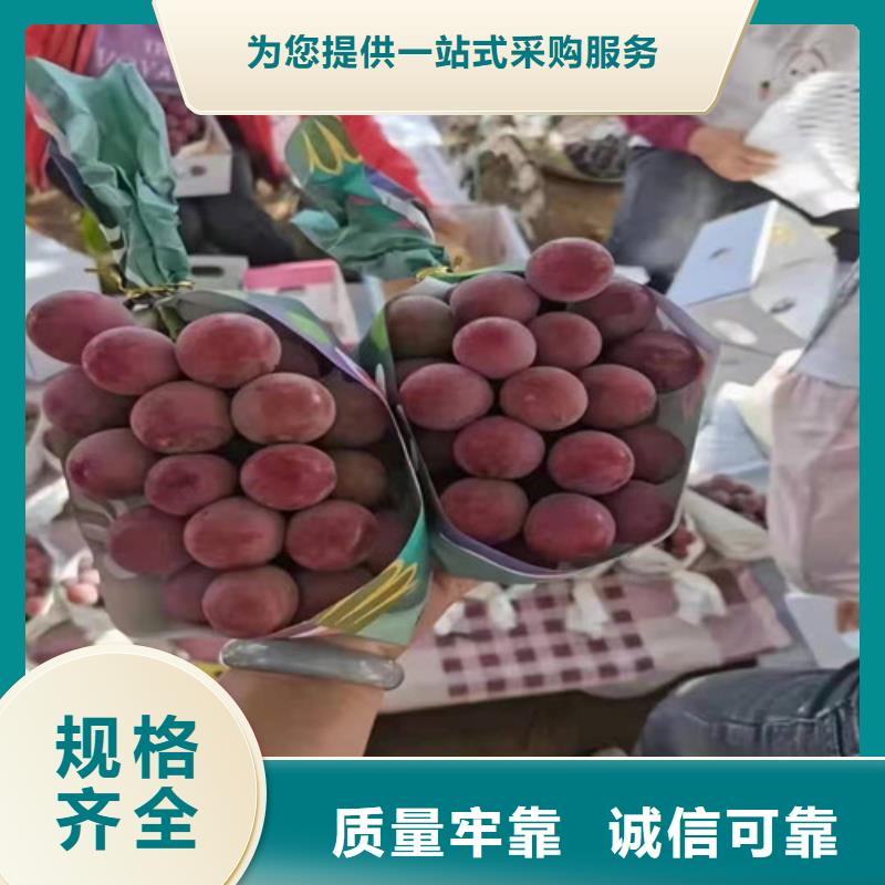 葡萄,【大棚草莓苗】助您降低采购成本
