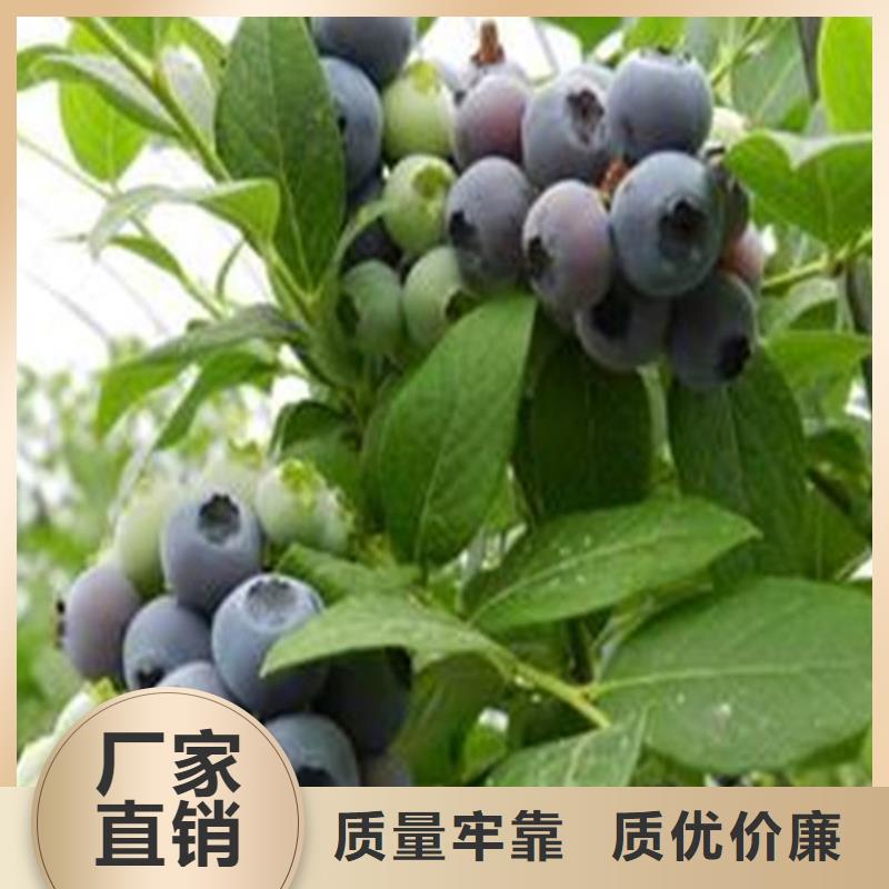 精工制作(轩园)蓝莓苗,北美冬青实体厂家支持定制