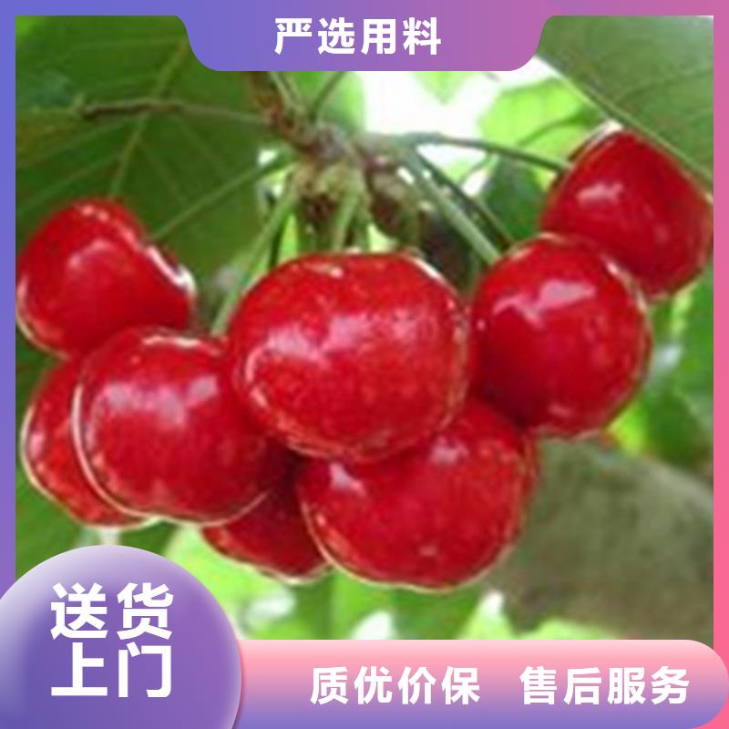 质量三包轩园樱桃蓝莓苗支持拿样-【当地】生产商