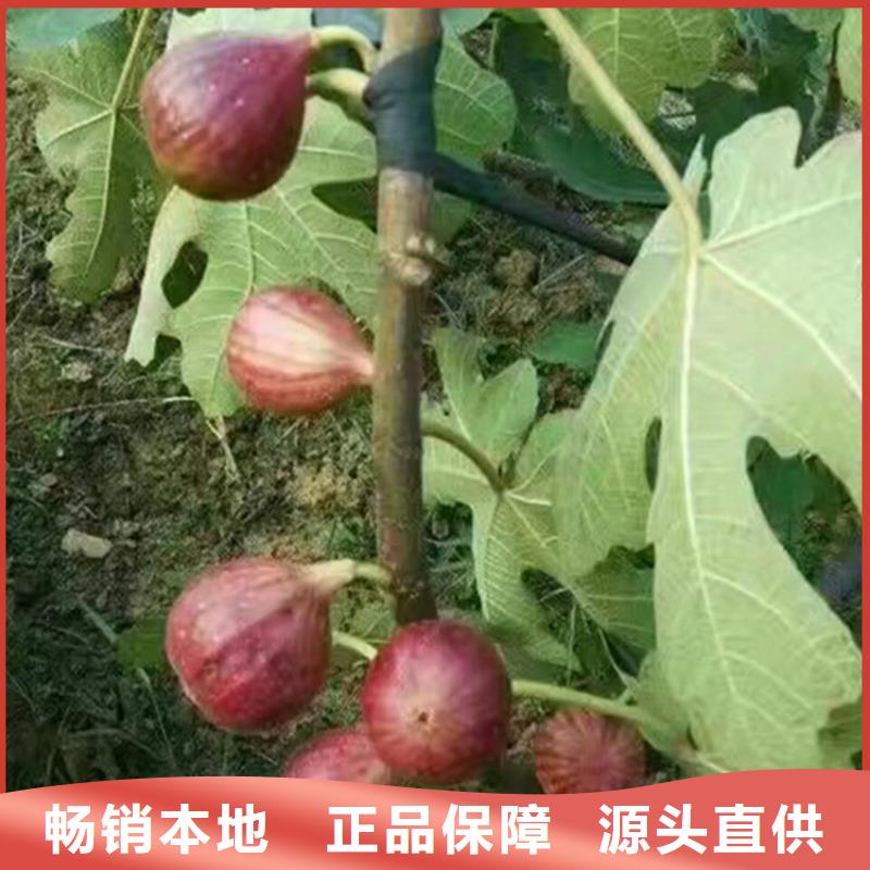 (【无花果】苹果苗专业生产品质保证)-(轩园)
