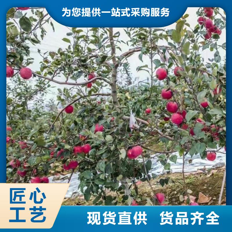 【周边[轩园]苹果-苹果苗工厂直供】