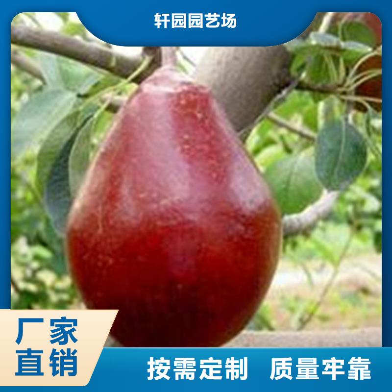 【梨树蓝莓苗精选优质材料】-优选【轩园】
