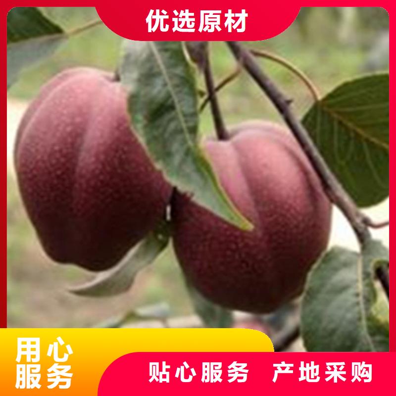 【梨树蓝莓苗精选优质材料】-直供<轩园>