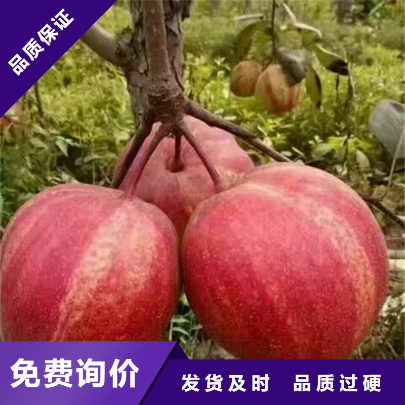 【梨树蓝莓苗精选优质材料】-优选【轩园】