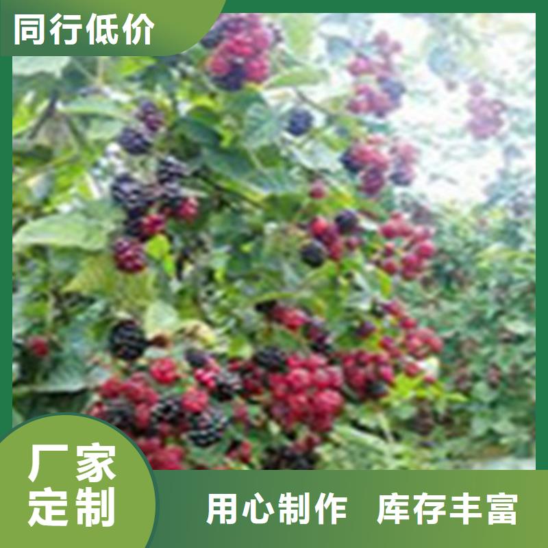 【轩园】:树莓-苹果苗助您降低采购成本优质材料厂家直销-