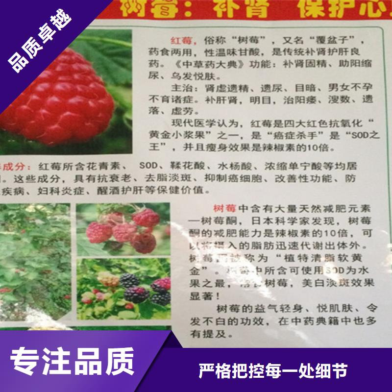 【轩园】:树莓-苹果苗助您降低采购成本优质材料厂家直销-