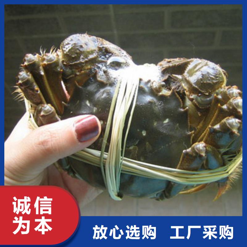 成都经营鲜活特大螃蟹多少钱一斤