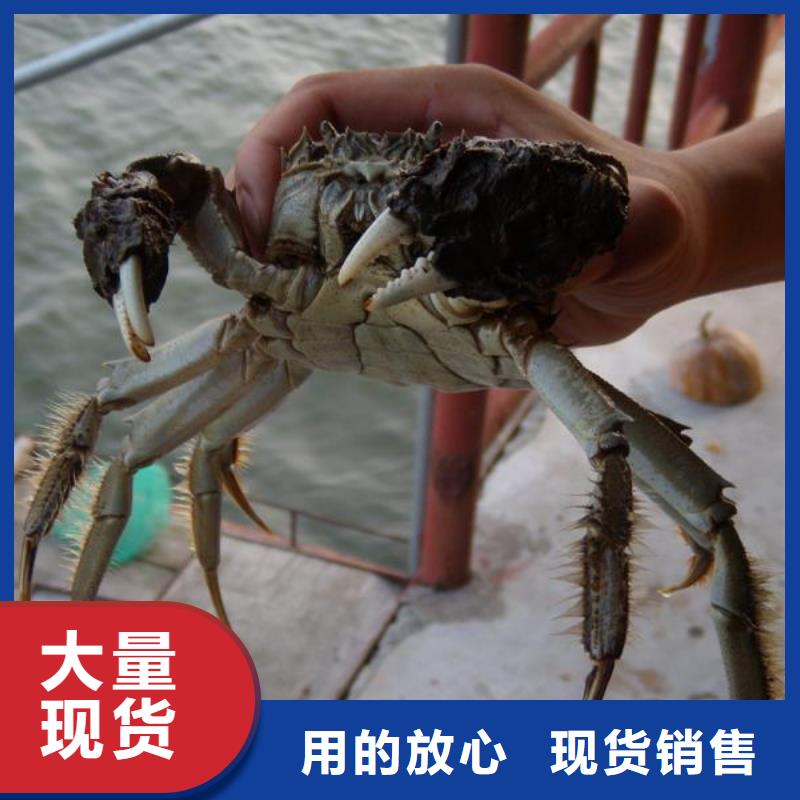 畅销当地(顾记)螃蟹商家