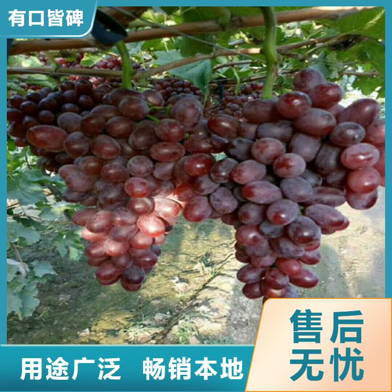 深红无籽葡萄苗耐储存品种