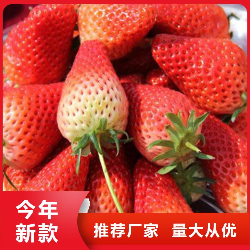 选购艳丽草莓苗【无中间商】