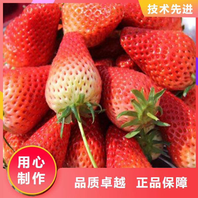 打造行业品质《广祥》草莓苗大棚草莓苗一件也发货