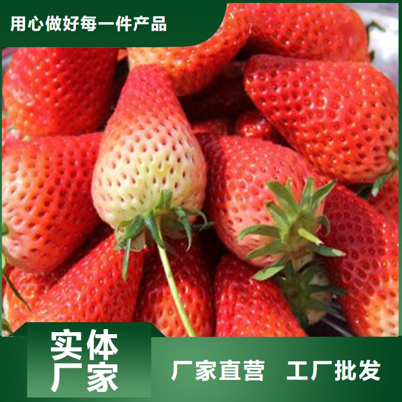供应大棚草莓苗