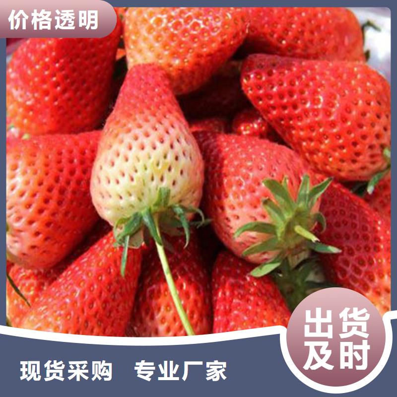 草莓苗苹果苗基地型号全价格低