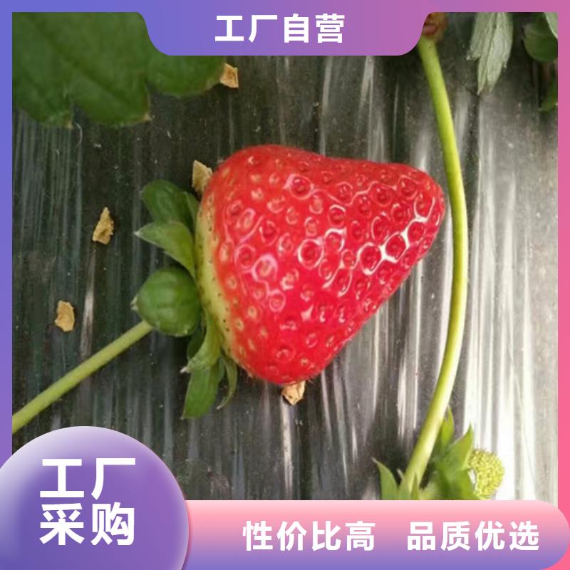 红颊草莓苗现货长期供应
