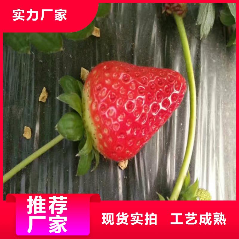 草莓苗苹果苗基地型号全价格低
