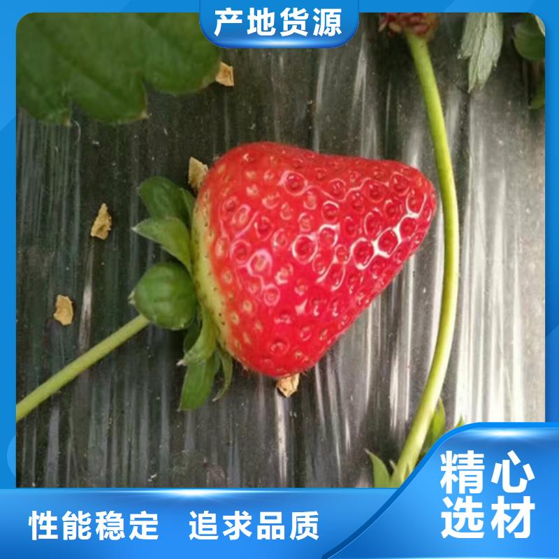 选购艳丽草莓苗【无中间商】
