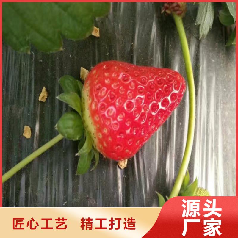 草莓苗-梨树苗源厂供货