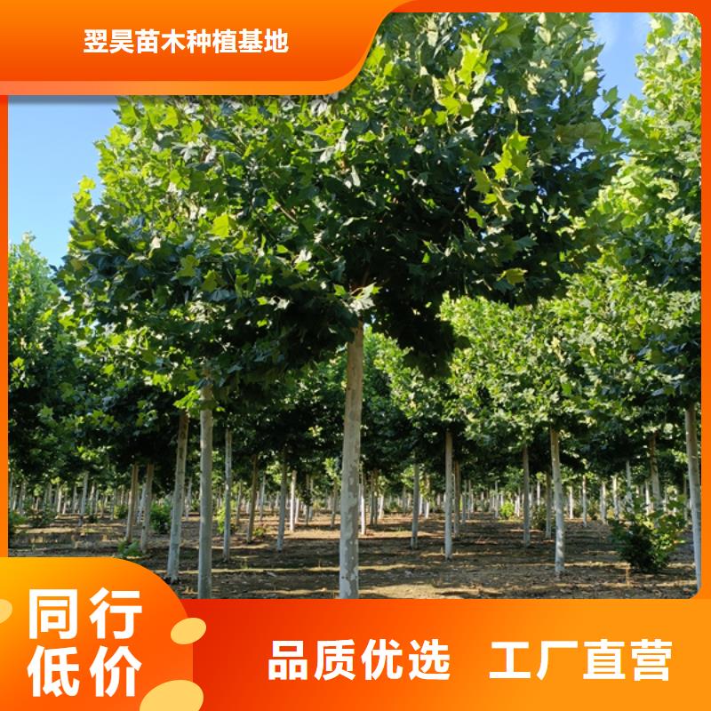 【北京】生产12公分法桐价格合理法桐