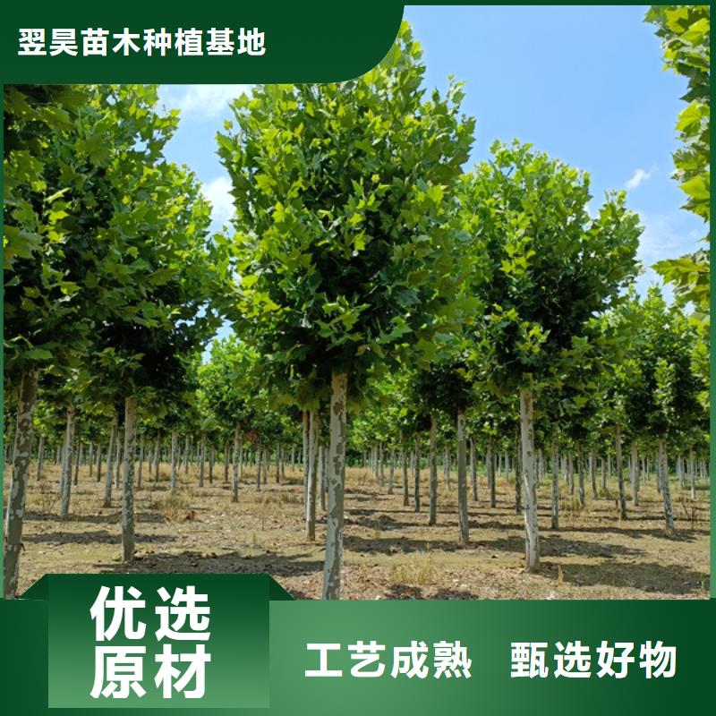 【北京】生产12公分法桐价格合理法桐