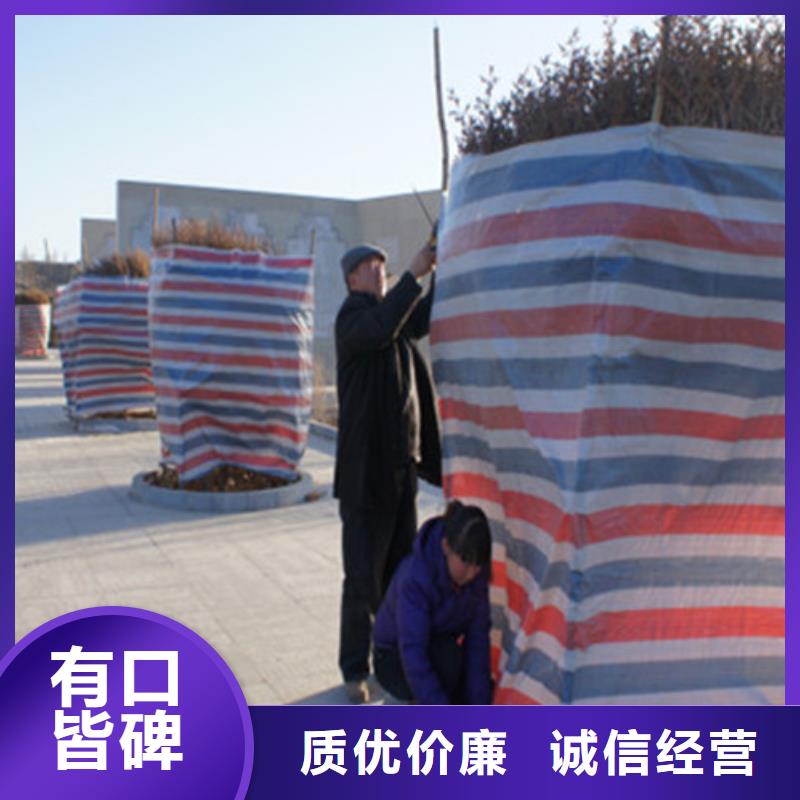 《郑州》同城工地一次性彩条布发货快速