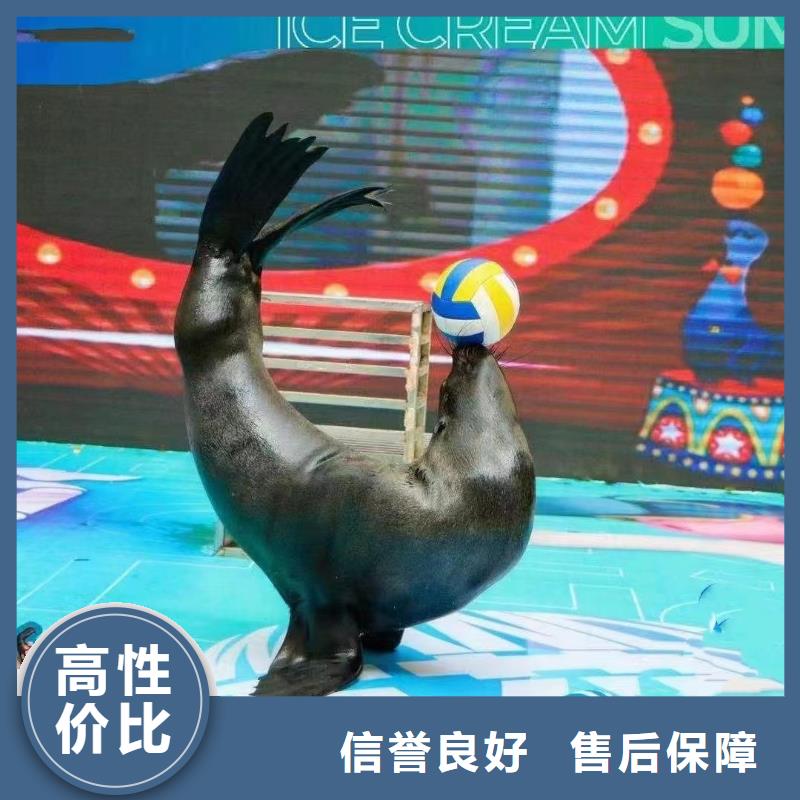 海狮表演出租的厂家-兮洋动物展览有限公司