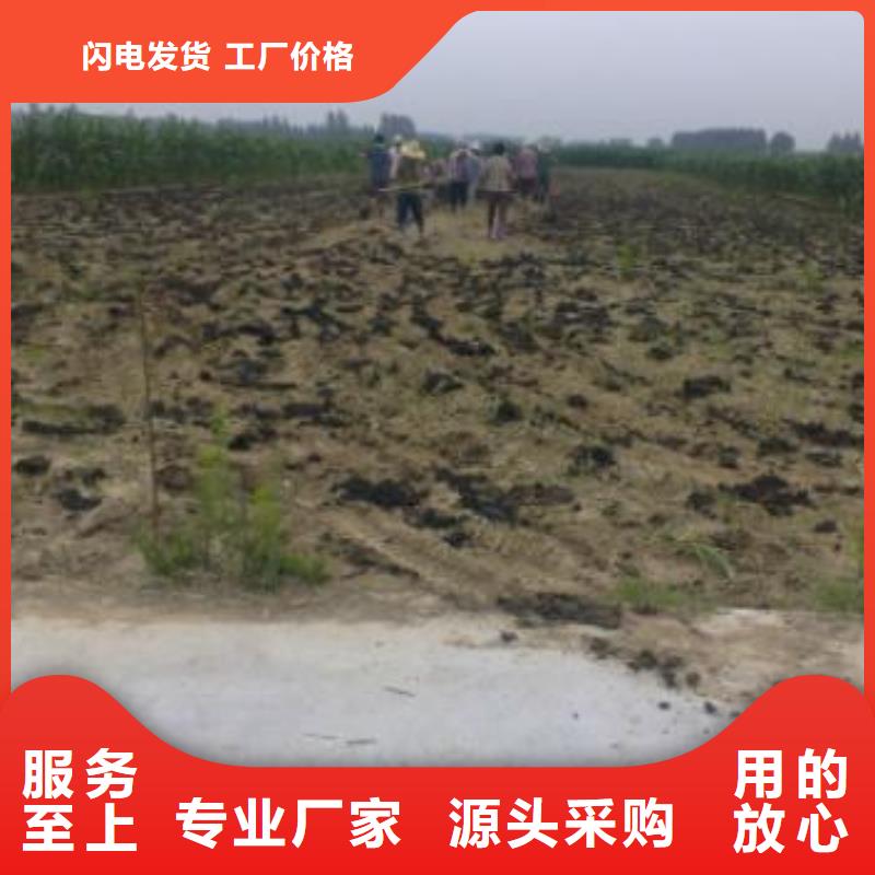 北京询价市晒干鸡粪促进农作物光合作用